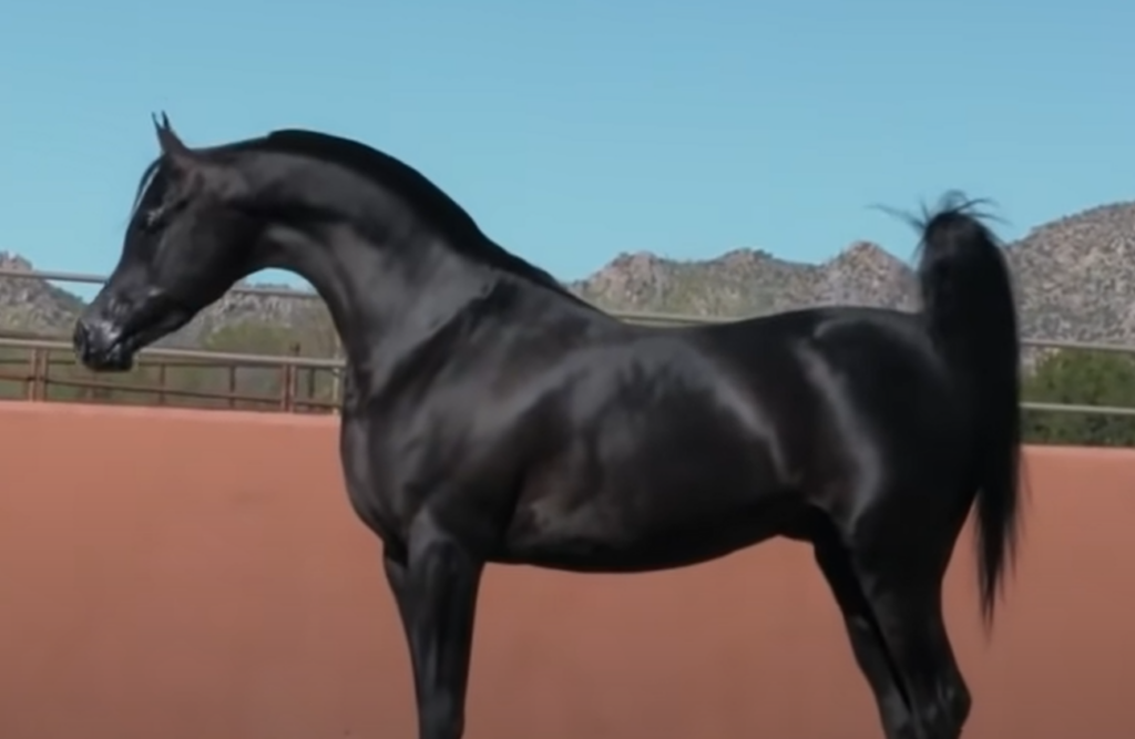 Black Arabian Stallion Moves With An Elegant Trot Showing Off His Majesty
