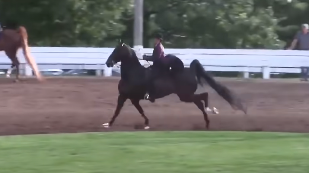 Mischievous Horse Decides To Run Away In The Middle Of The Show